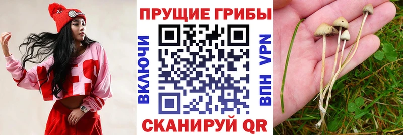мега ссылка  закладка  Баймак  Галлюциногенные грибы Psilocybine cubensis 